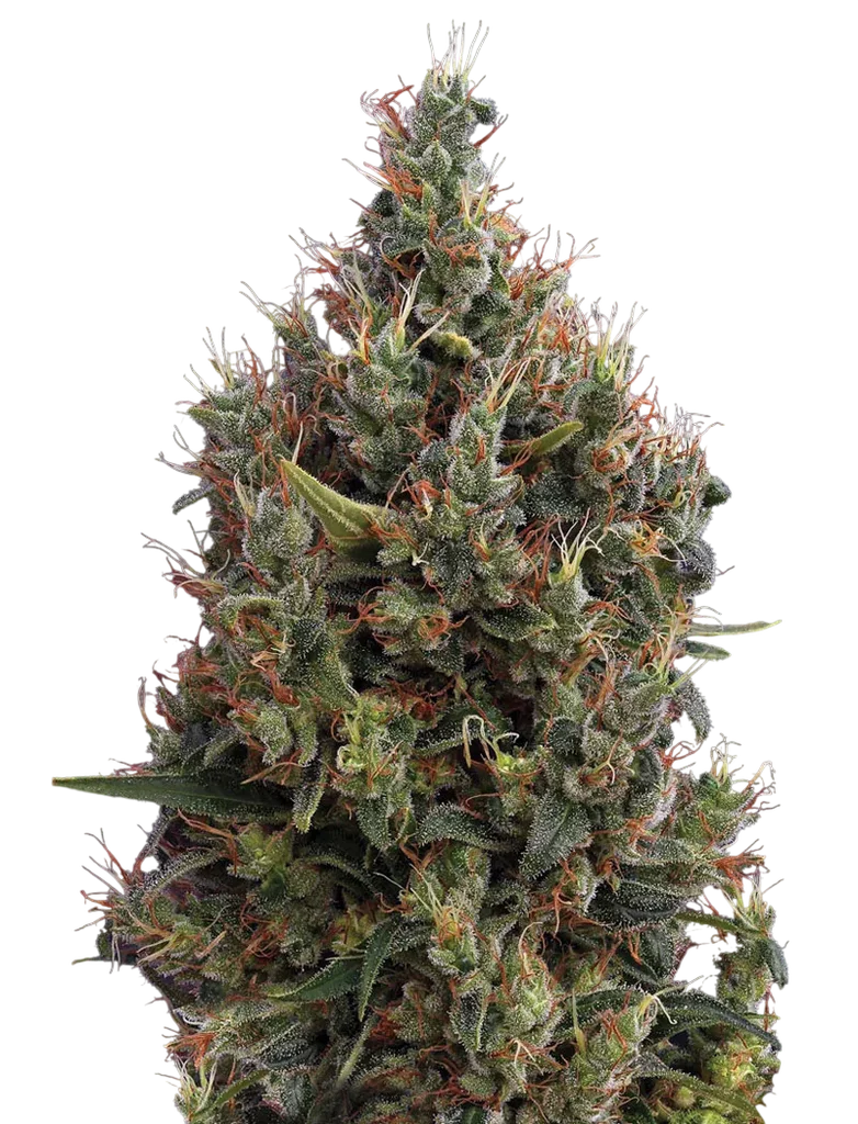Big Bang Auto – Produktansicht