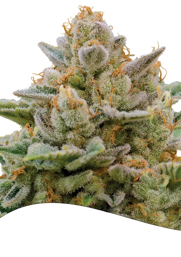 Big Bazooka Auto – Produktansicht