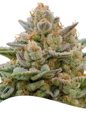 Big Bazooka Auto