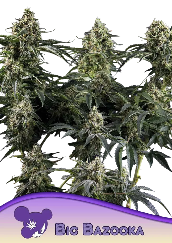Big Bazooka – Produktansicht