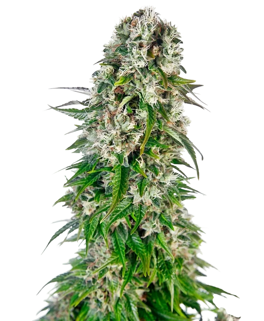 Big Bud Auto – Produktansicht