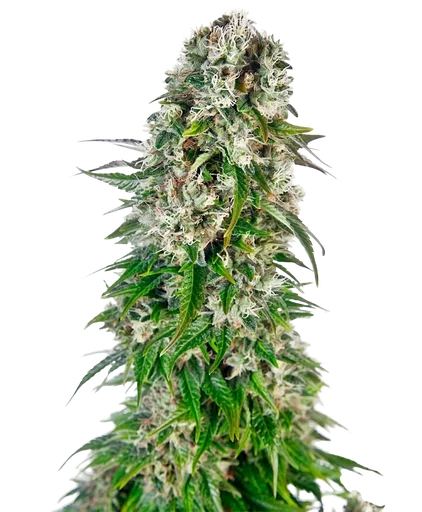 Big Bud Auto