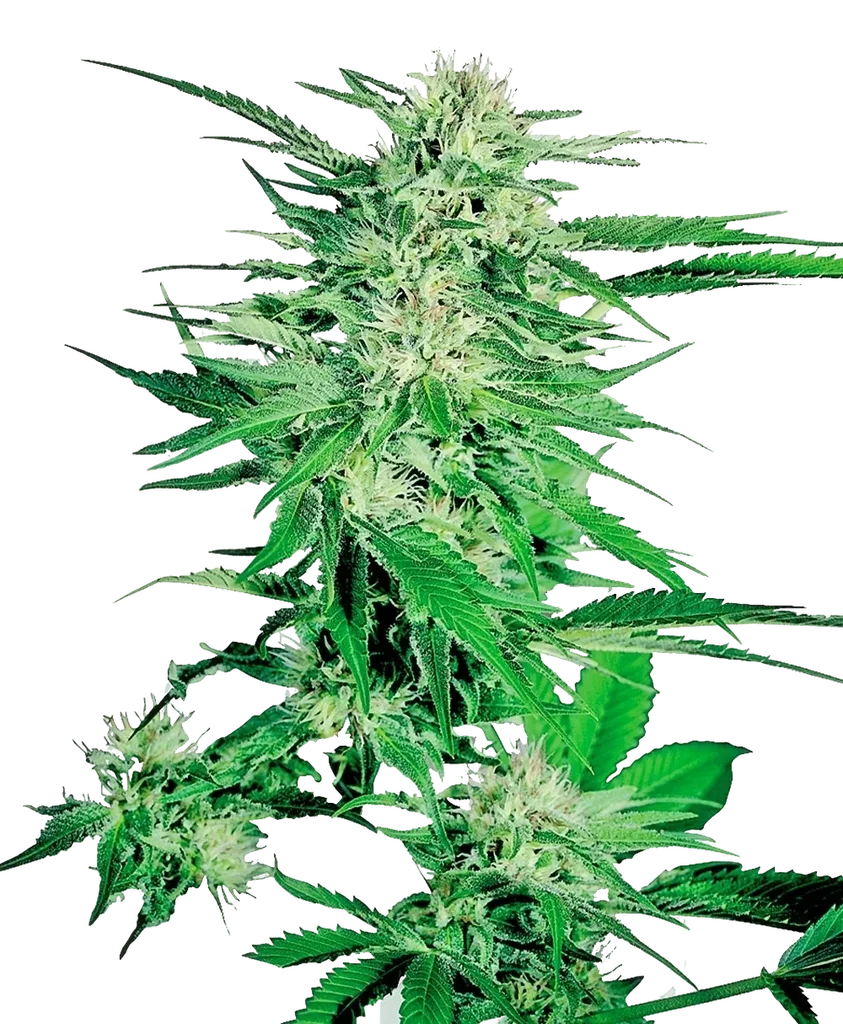 Big Bud – Produktansicht