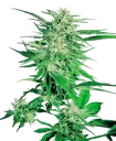 Big Bud | PHOTOFEM | Sensi Seeds