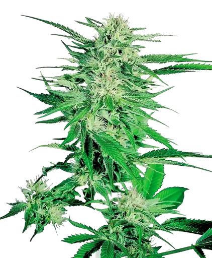 Big Bud