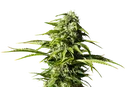 Big Bull | PHOTOFEM | Kannabia Seeds