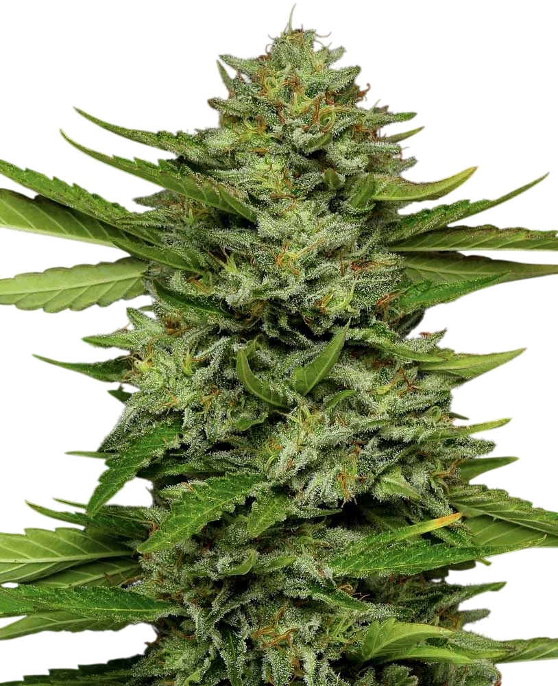 Bigfoot Glue – Produktansicht