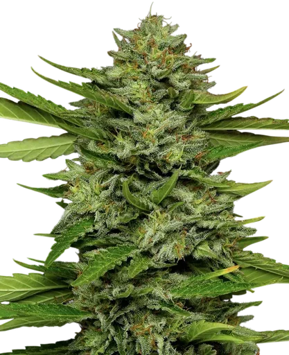 Bigfoot Glue