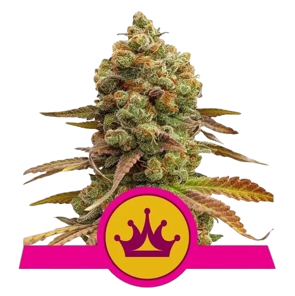 Skunk XL – Produktansicht