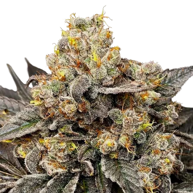 Biscotti Zkittlez | PHOTOFEM | 00 Seeds