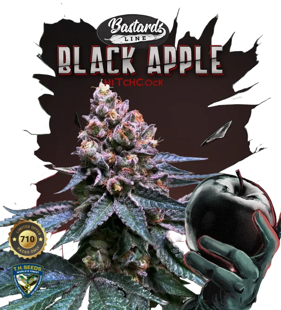 Black Apple Hitchcock – Produktansicht