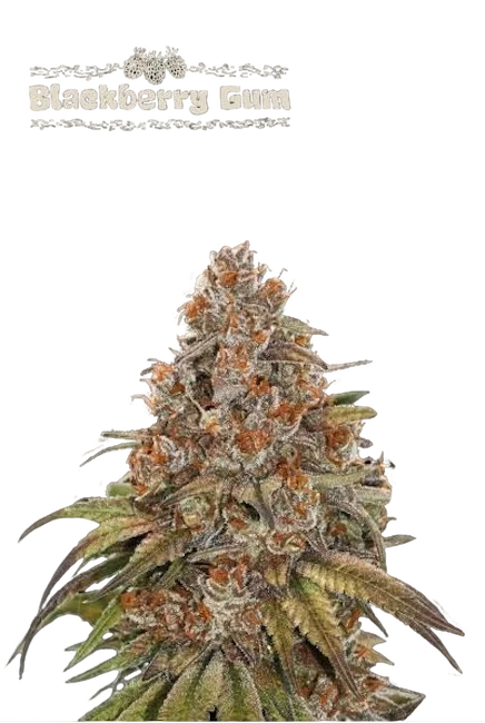 Blackberry Gum Auto – Produktansicht