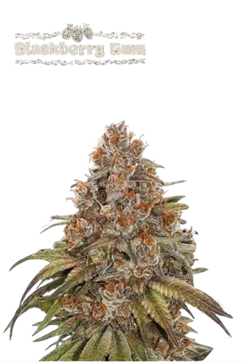 Blackberry Gum Auto