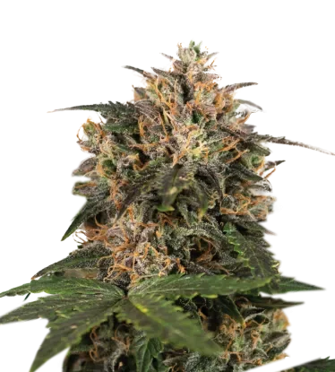 Blackberry Gum