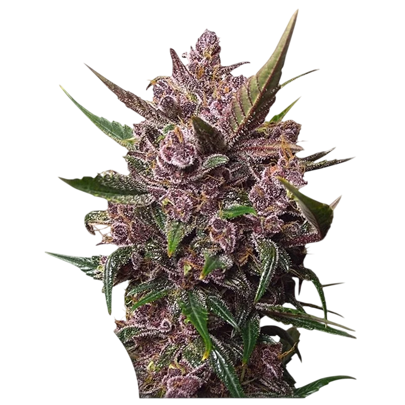 Blackberry Kush Auto – Produktansicht