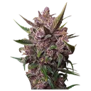 Blackberry Kush Auto | AUTOFEM | Dutch Passion