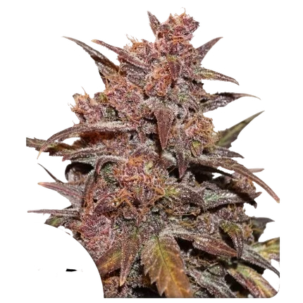 Blackberry Kush CBD Auto | AUTOFEM | Dutch Passion