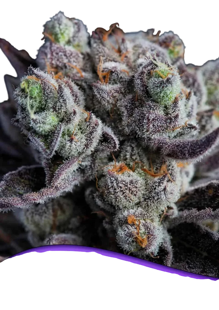 Blackberry Moonrocks – Produktansicht