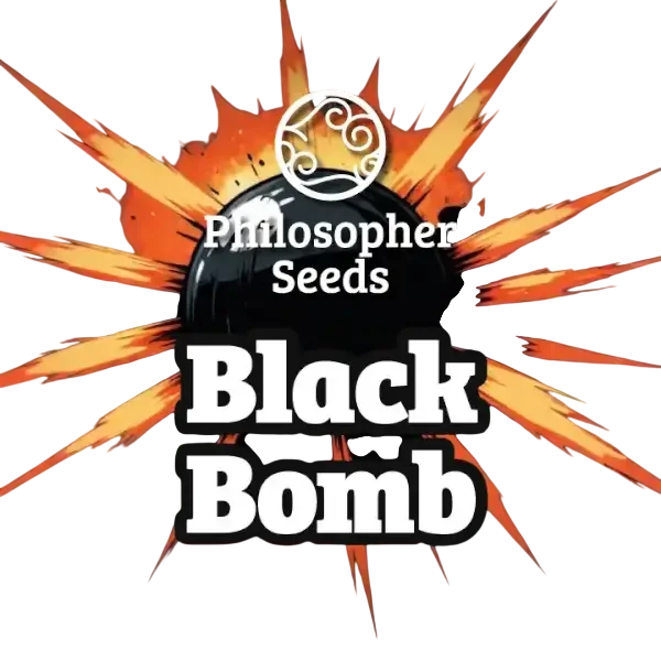 Black Bomb – Produktansicht