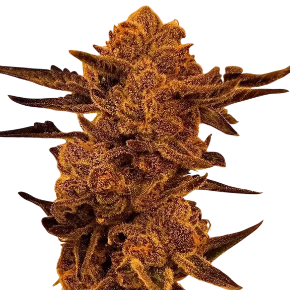 Black Cherry Flambe | PHOTOFEM | In House Genetics