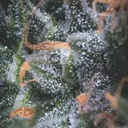 Black Cherry Punch Auto | AUTOFEM | Pyramid Seeds