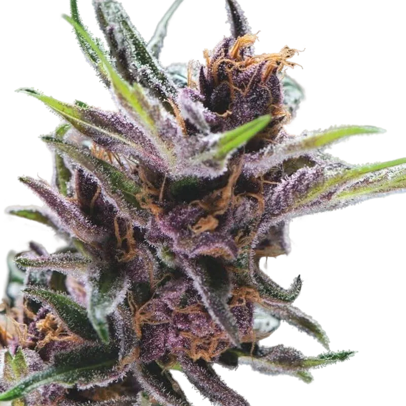 Black Cherry Punch | PHOTOFEM | Pyramid Seeds
