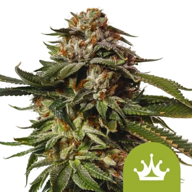 Special Queen #1 Auto – Produktansicht