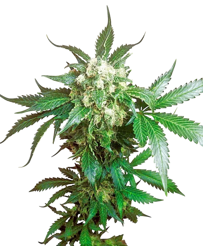 Black Domina – Produktansicht