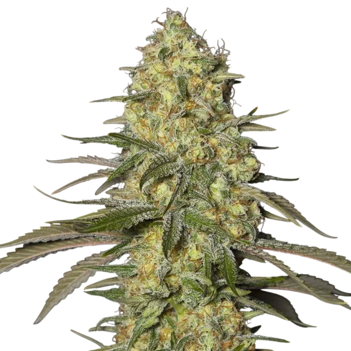 Black Dream – Produktansicht