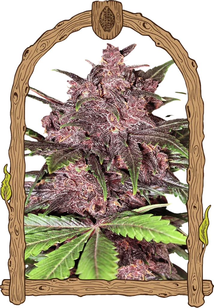 Black Haze Auto – Produktansicht