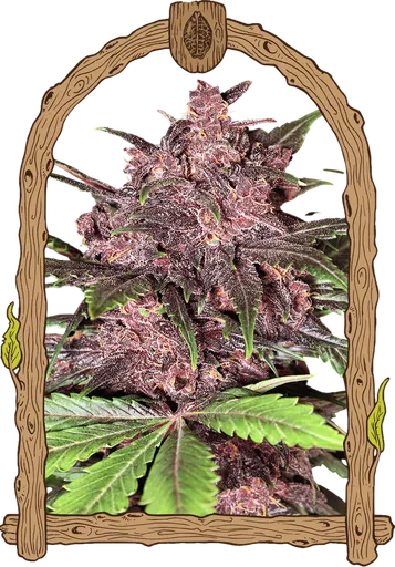 Black Haze Auto