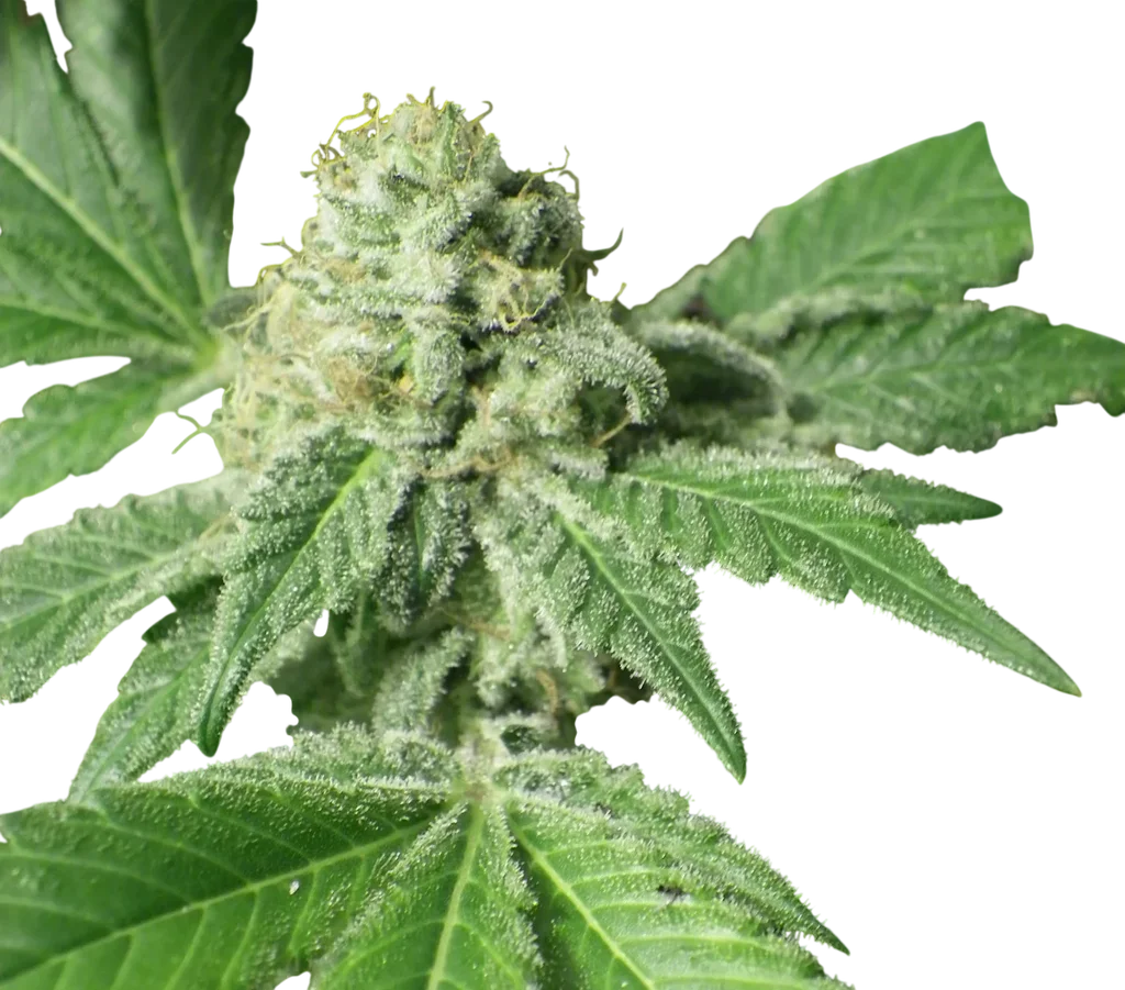 Black Jesus OG – Produktansicht