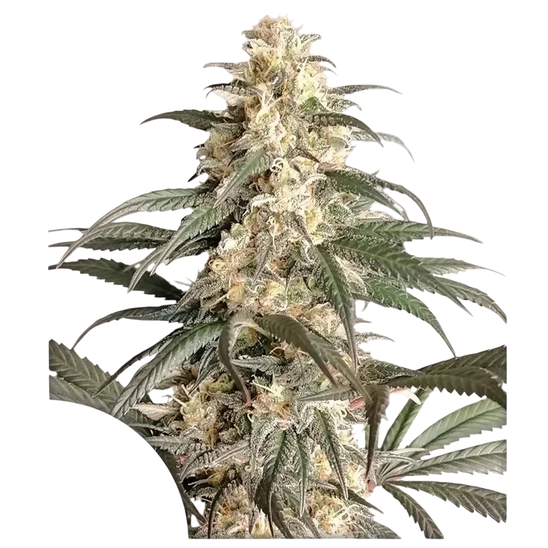 Black Lebanon – Produktansicht