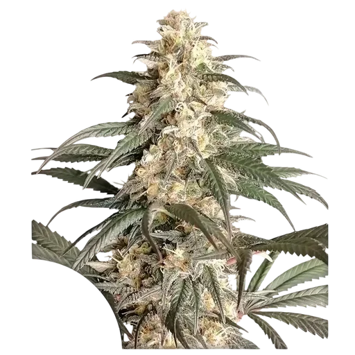 Black Lebanon
