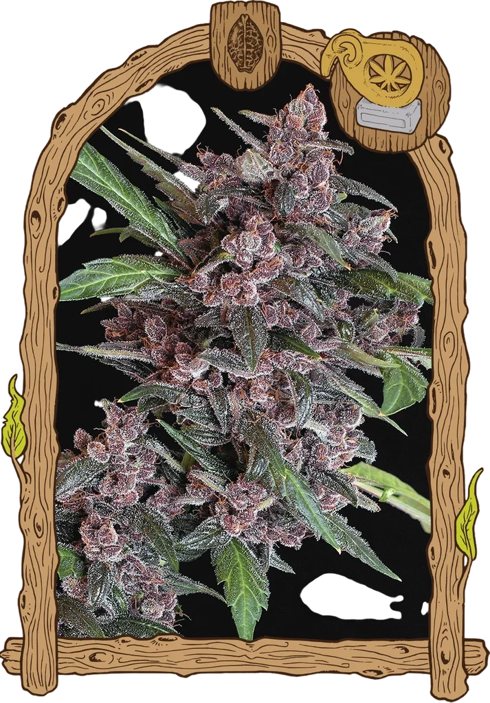 Black Lemon Auto | AUTOFEM | Exotic Seed