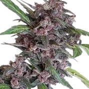 Black Lemon Auto