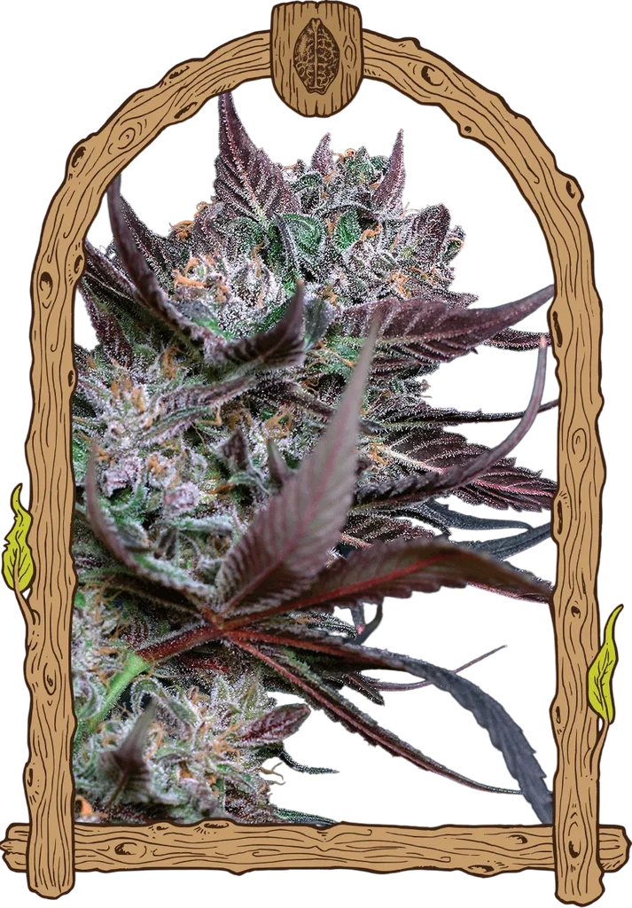 Black Lemon – Produktansicht