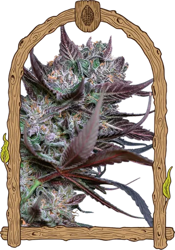 Black Lemon