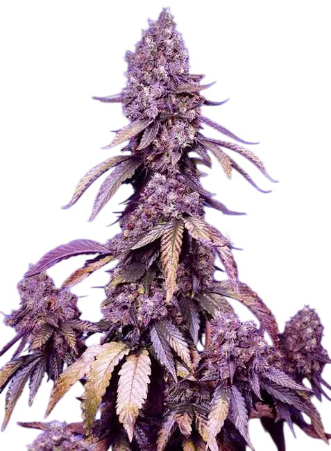 Black Muffin F1 FAST – Produktansicht