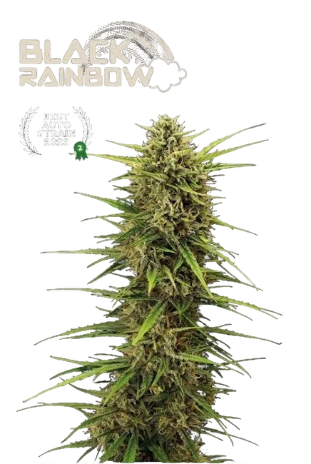 Black Rainbow Auto – Produktansicht