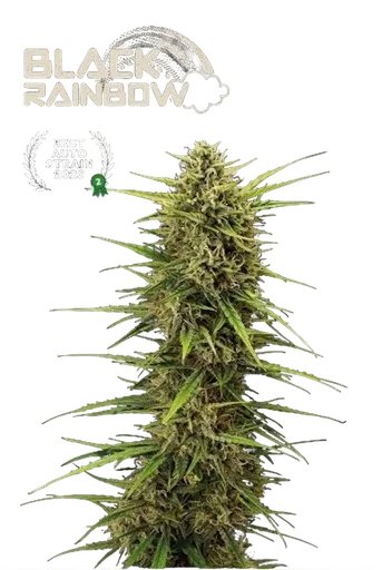 Black Rainbow Auto