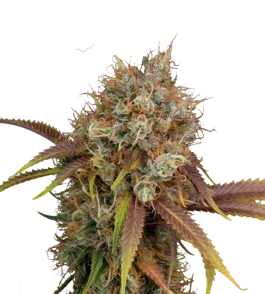 Black Rainbow – Produktansicht