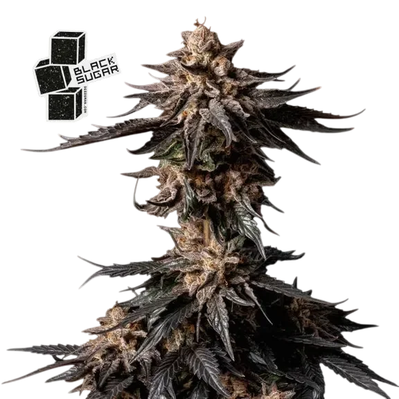 Black Sugar | PHOTOFEM | Seedsman