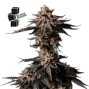 Black Sugar | PHOTOFEM | Seedsman