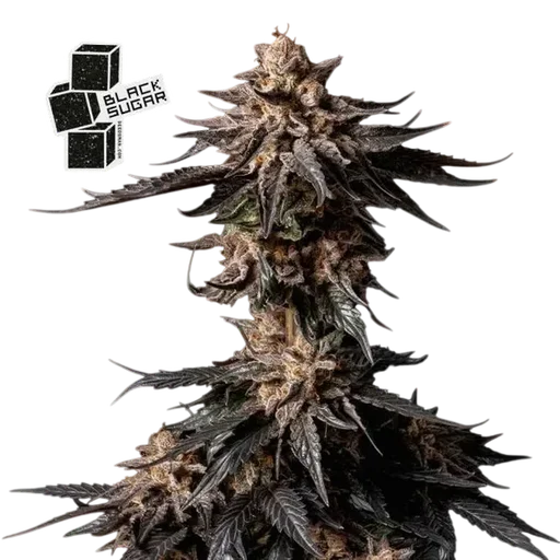 Black Sugar