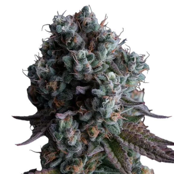 Black Sugar 2.0 – Produktansicht