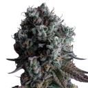 Black Sugar 2.0 | PHOTOFEM | Seedsman