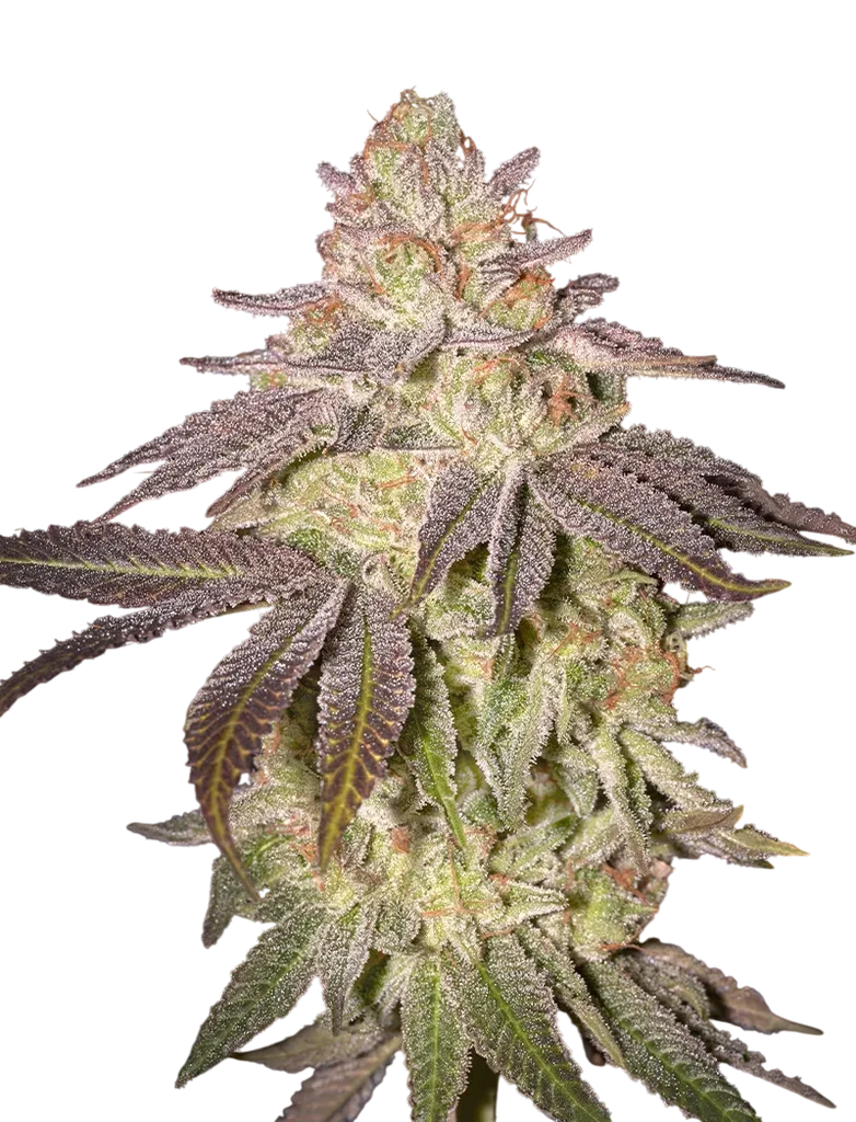 Black Toffee Auto – Produktansicht