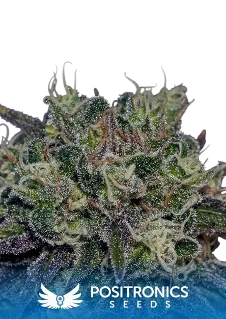 Black Widow – Produktansicht