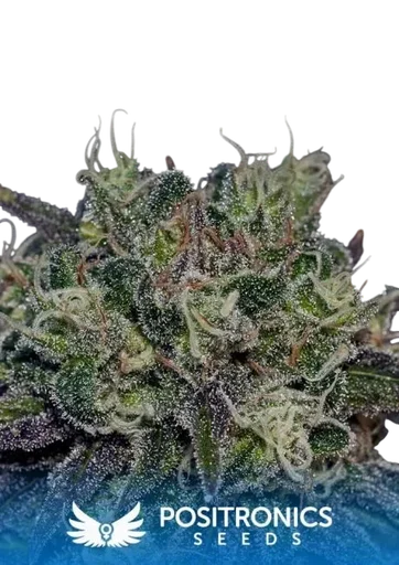Black Widow